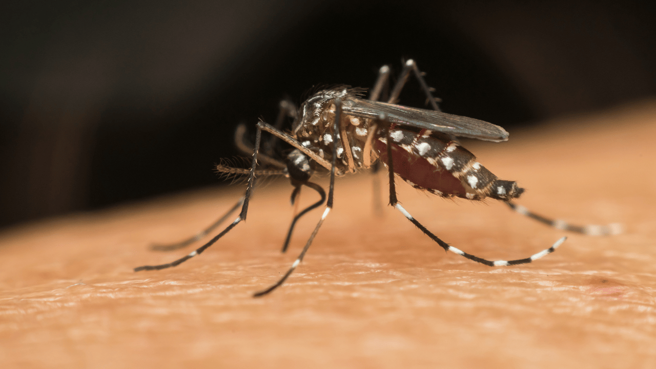 Brasil registra oito mortes por dengue e duas por chikungunya em 2025