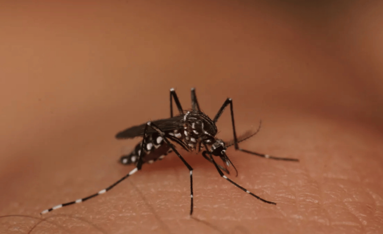 Dengue: Minas Gerais Confirma Mortes e Nova Serrana Intensifica Combate ao Mosquito