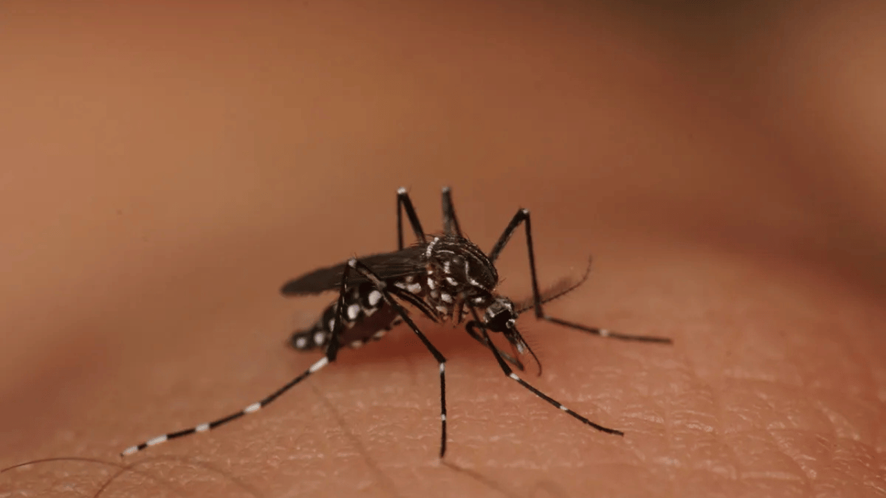 Dengue: Minas Gerais Confirma Mortes e Nova Serrana Intensifica Combate ao Mosquito