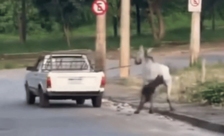 Homem é flagrado arrastando cavalo nas ruas de Bom Despacho