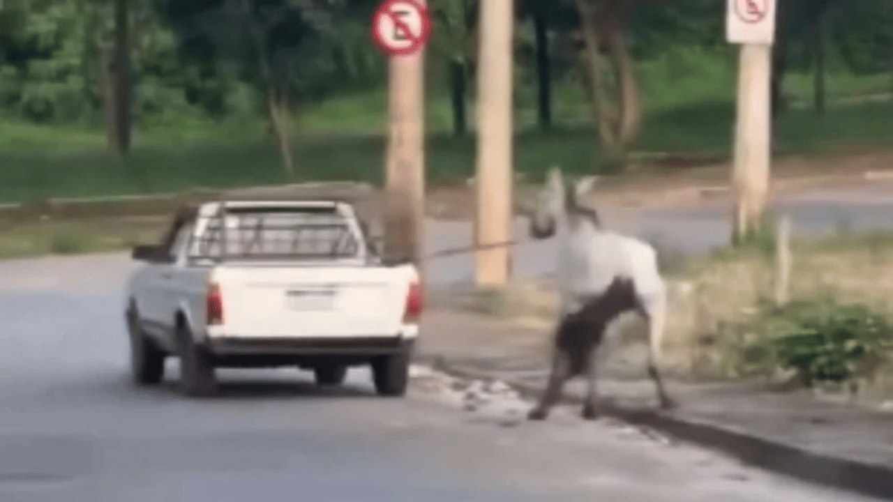 Homem é flagrado arrastando cavalo nas ruas de Bom Despacho