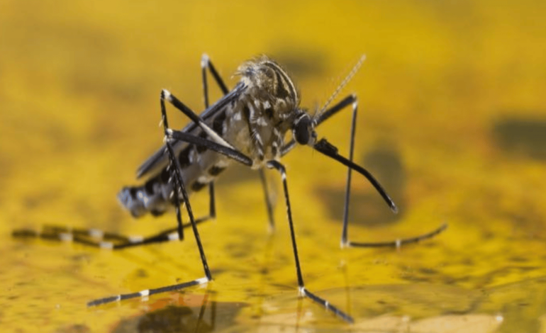 Febre amarela: busca ativa imediata de não vacinados é recomendada em Minas