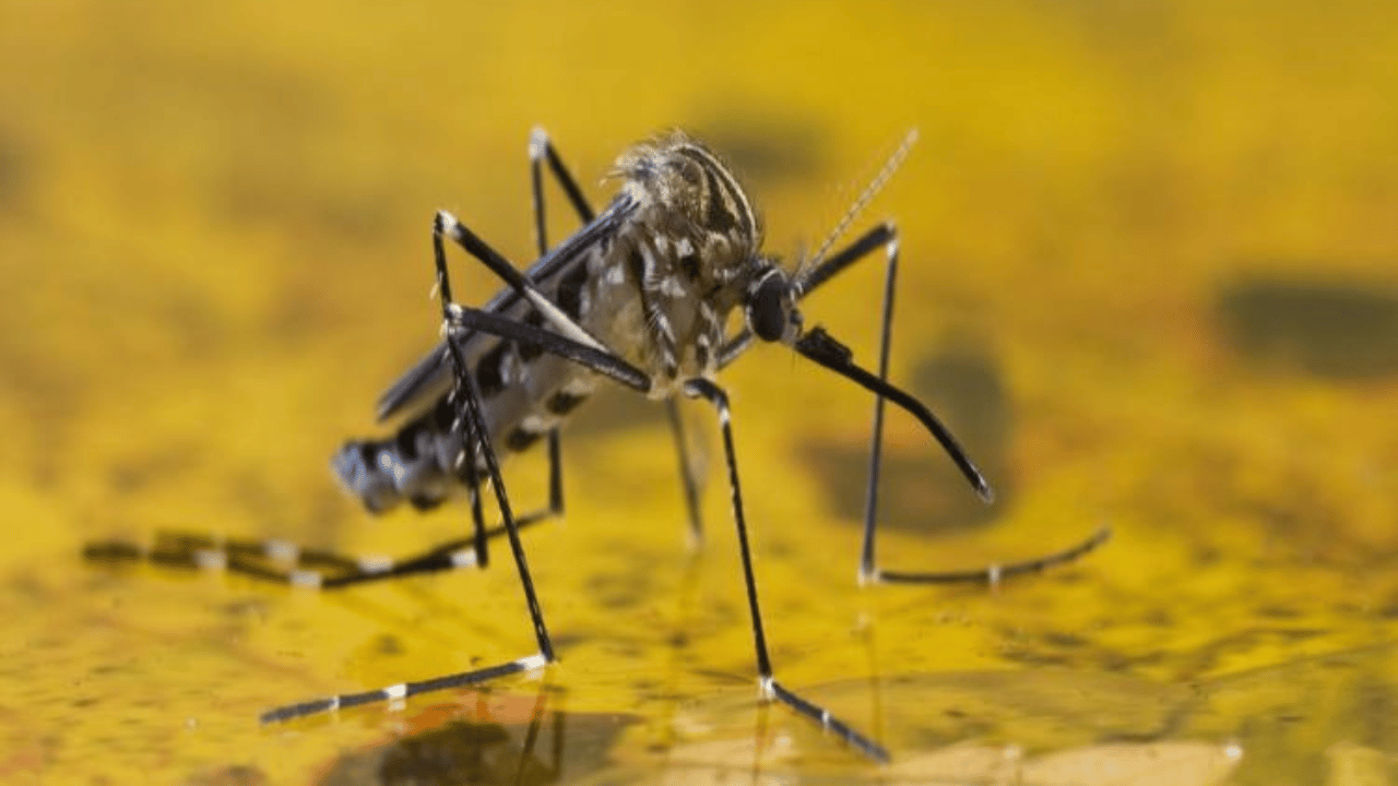 Febre amarela: busca ativa imediata de não vacinados é recomendada em Minas