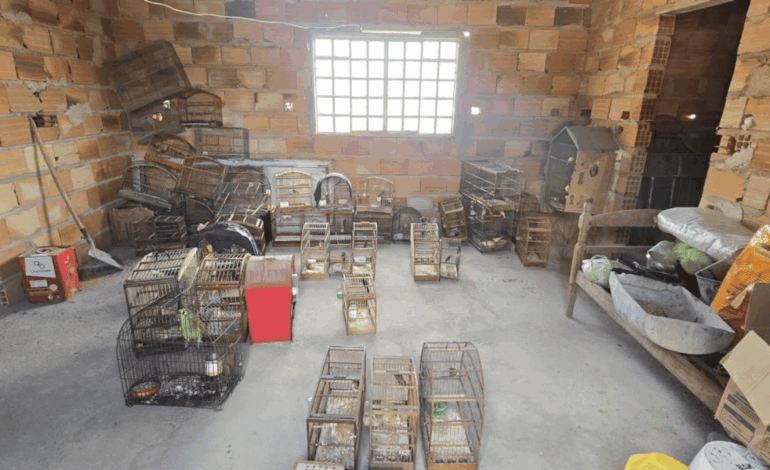 Polícia apreende 41 aves em situação de maus-tratos em Perdigão, dono preso em Nova Serrana