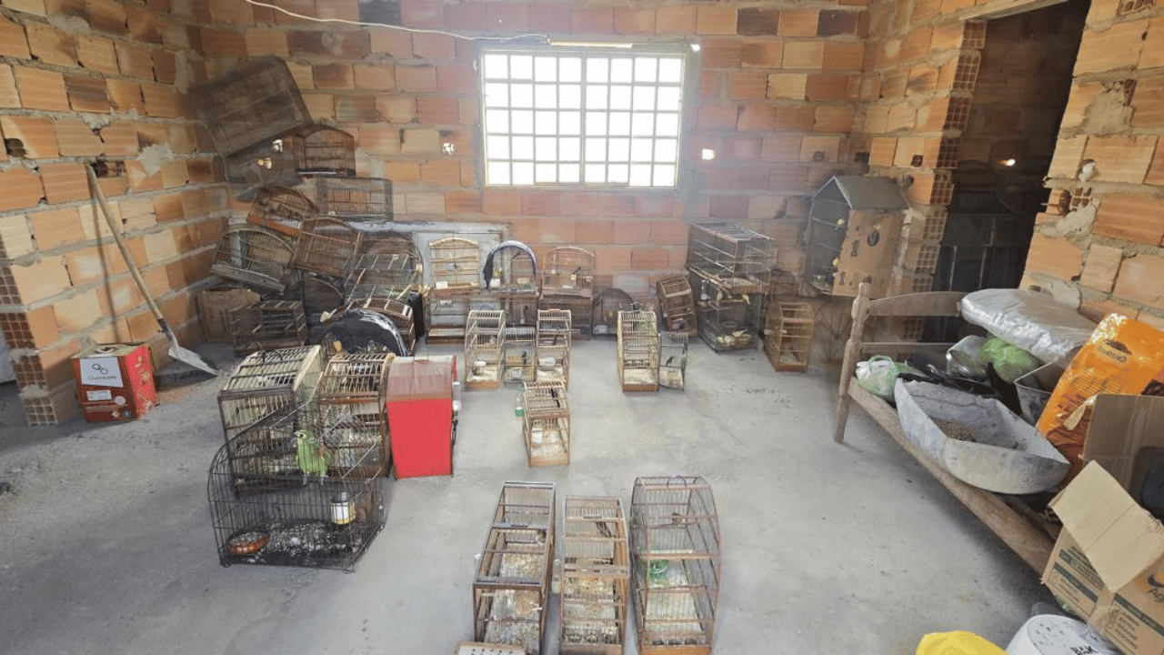 Polícia apreende 41 aves em situação de maus-tratos em Perdigão, dono preso em Nova Serrana