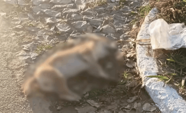 Quatro cães comunitários são encontrados mortos em Conceição do Pará; suspeita é de envenenamento