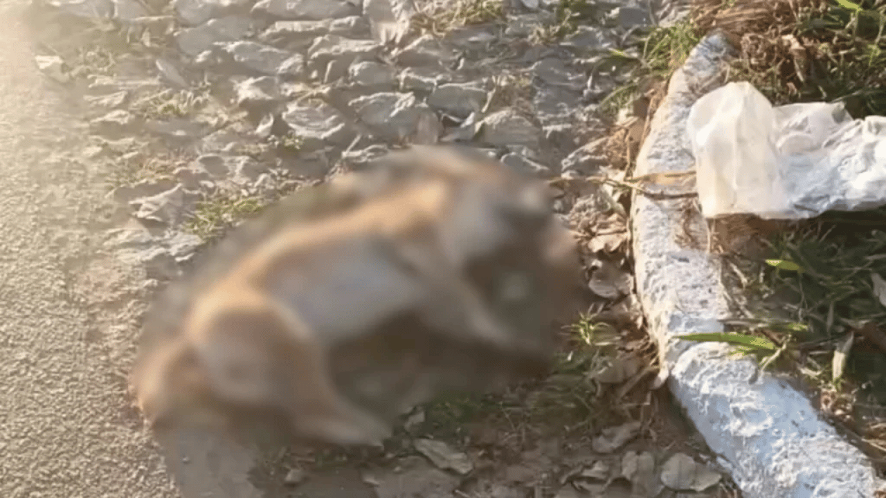 Quatro cães comunitários são encontrados mortos em Conceição do Pará; suspeita é de envenenamento